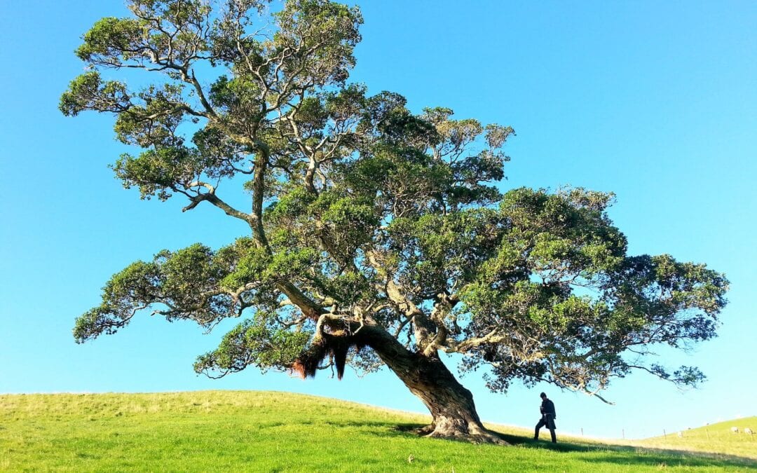 Tree Preservation Orders